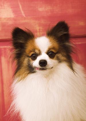 専門性の高い歯科治療を受けられる