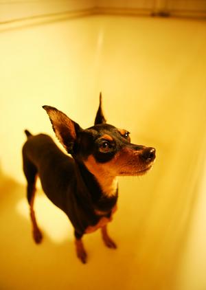 大阪でペットも安心!タクシー利用のポイントとおすすめサービスガイド