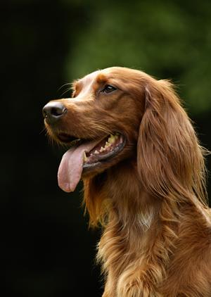 金沢にある「あい動物病院」について