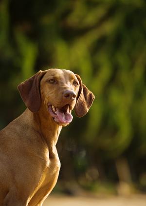 港区にある人気のペットホテルを紹介
