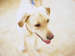 代官山で受けられる質の高いトリミング