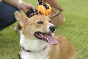 ペットの用途にあわせた療法食が選べる