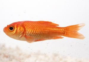 ペットホテルを町田市付近で探すなら