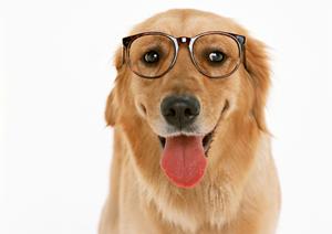 チワワの子犬を飼育してみたい方は