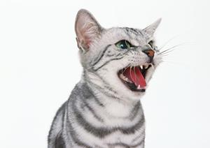 ブリーディング実績の豊富なチワワ専門店