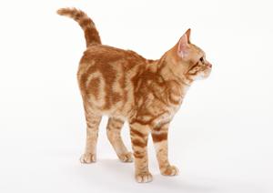 新しい子犬を迎える際に大切なこと