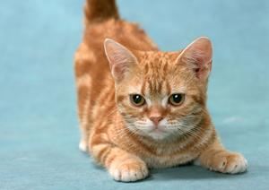 高度な医療技術を受けることができる