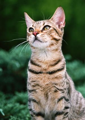 大阪でペット火葬をして供養するなら