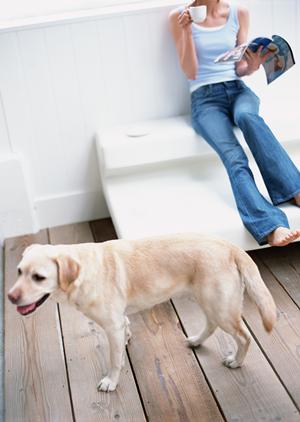 老犬介護を依頼できる施設を探す