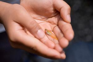 ペット保険で動物病院での治療や入院も安心